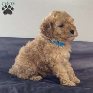 Trixie, Miniature Poodle Puppy