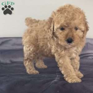 Trixie, Miniature Poodle Puppy