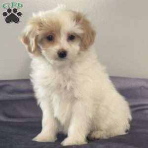 Willow, Miniature Poodle Mix Puppy