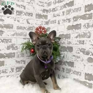 Chia, French Bulldog Puppy