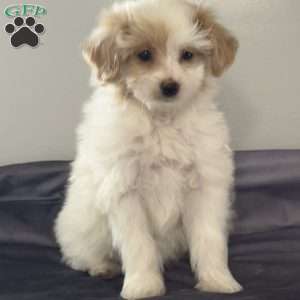 Willow, Miniature Poodle Mix Puppy