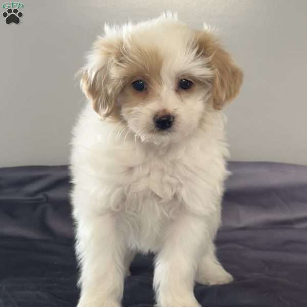 Willow, Miniature Poodle Mix Puppy