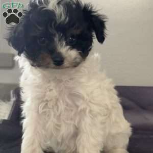 Willie, Miniature Poodle Mix Puppy