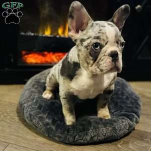 Penny wise, French Bulldog Puppy