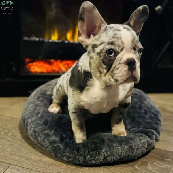 Penny wise, French Bulldog Puppy