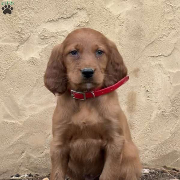 Samson, Irish Setter Puppy