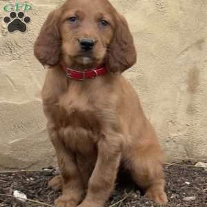 Samson, Irish Setter Puppy