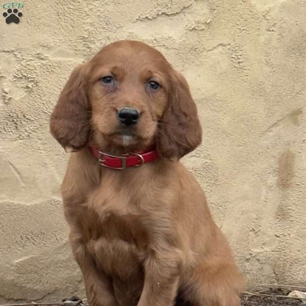 Samson, Irish Setter Puppy