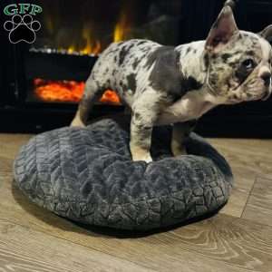 Penny wise, French Bulldog Puppy