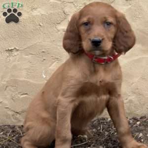 Samson, Irish Setter Puppy