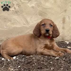 Samson, Irish Setter Puppy