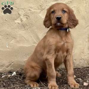 Sawyer, Irish Setter Puppy