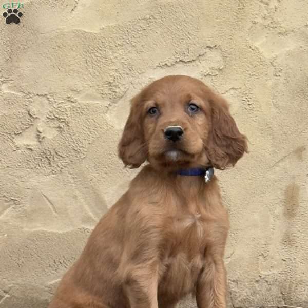 Sawyer, Irish Setter Puppy