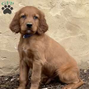 Sawyer, Irish Setter Puppy