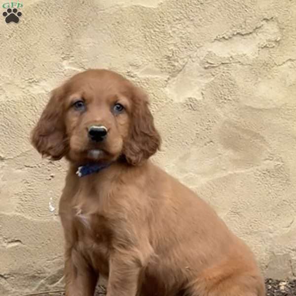 Sawyer, Irish Setter Puppy