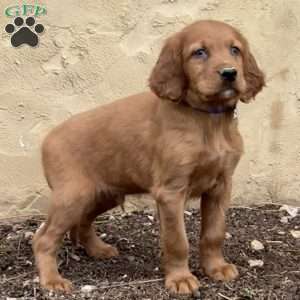 Sawyer, Irish Setter Puppy