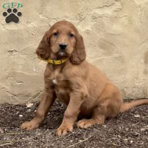 Scout, Irish Setter Puppy