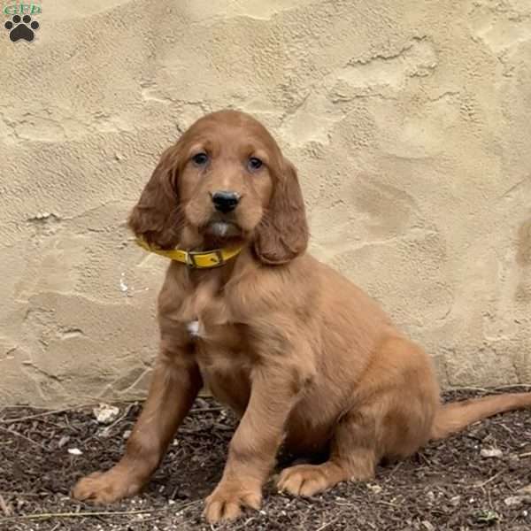 Scout, Irish Setter Puppy