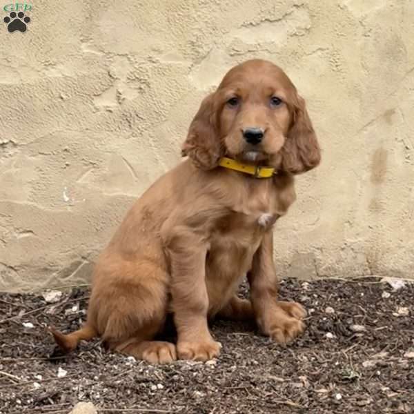 Scout, Irish Setter Puppy