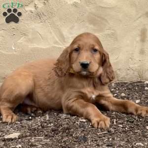 Scout, Irish Setter Puppy