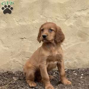 Stella, Irish Setter Puppy