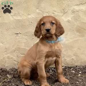 Stella, Irish Setter Puppy