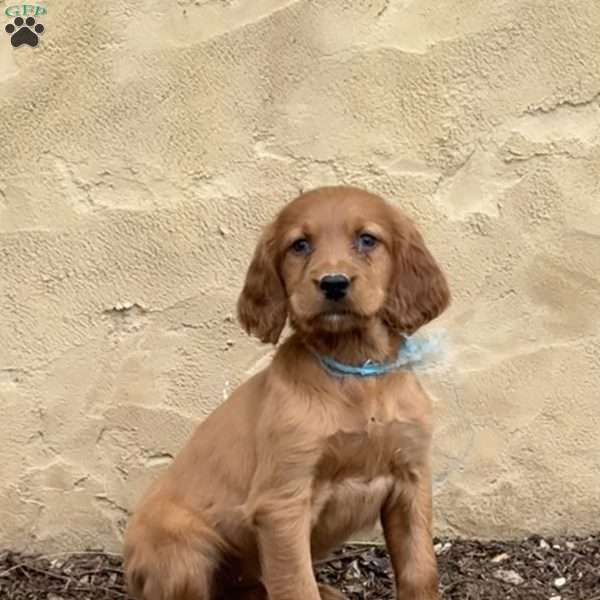 Stella, Irish Setter Puppy