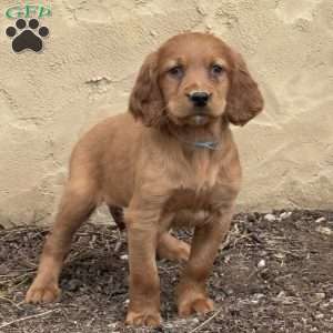 Stella, Irish Setter Puppy