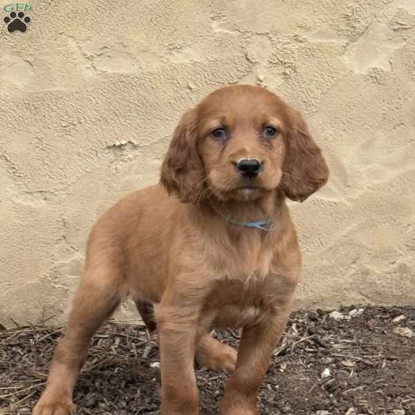 Stella, Irish Setter Puppy