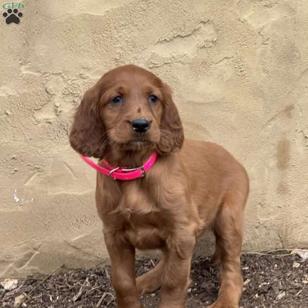 Sophie, Irish Setter Puppy