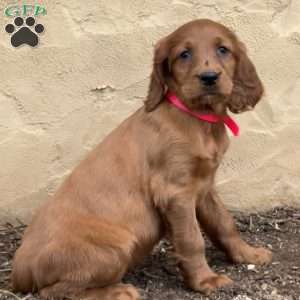 Sophie, Irish Setter Puppy