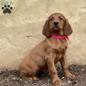 Sophie, Irish Setter Puppy