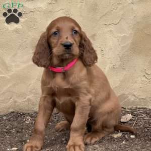 Sophie, Irish Setter Puppy