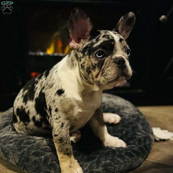 Oreo, French Bulldog Puppy