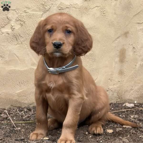 Shadow, Irish Setter Puppy