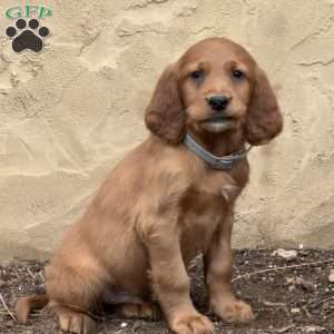 Shadow, Irish Setter Puppy