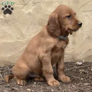 Shadow, Irish Setter Puppy