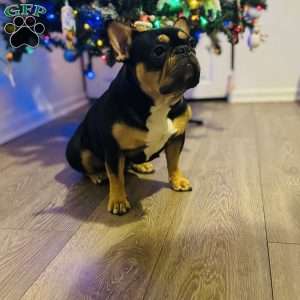 Penny wise, French Bulldog Puppy