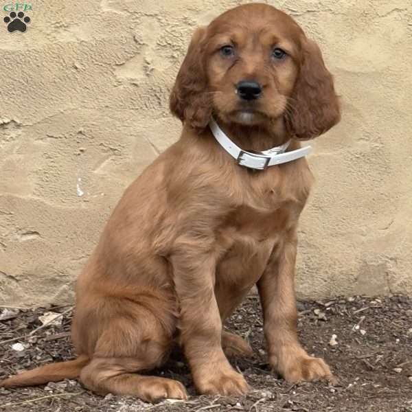 Spike, Irish Setter Puppy