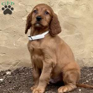 Spike, Irish Setter Puppy