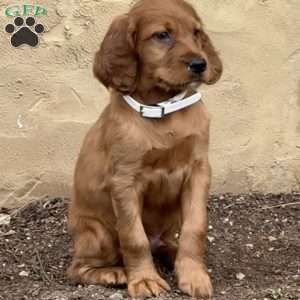 Spike, Irish Setter Puppy