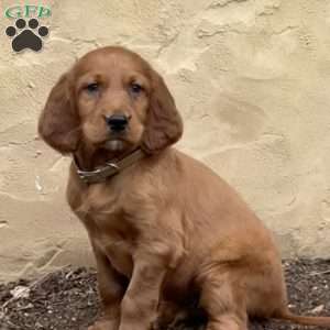 Smokey, Irish Setter Puppy