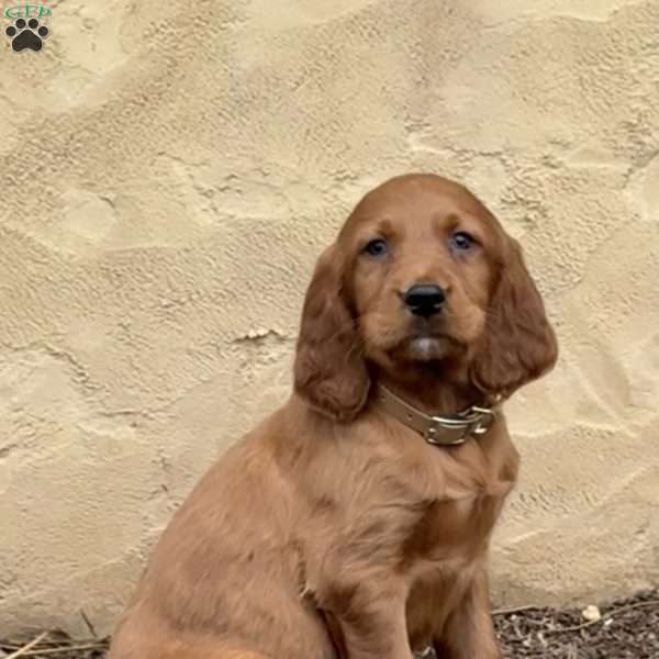 Smokey, Irish Setter Puppy