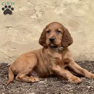 Smokey, Irish Setter Puppy