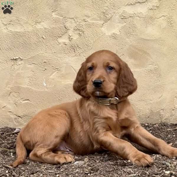 Smokey, Irish Setter Puppy