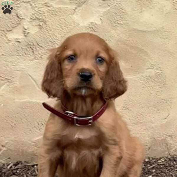 Simon, Irish Setter Puppy