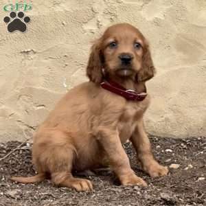 Simon, Irish Setter Puppy