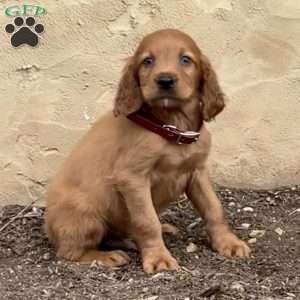 Simon, Irish Setter Puppy