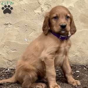 Sage, Irish Setter Puppy