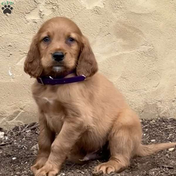 Sage, Irish Setter Puppy